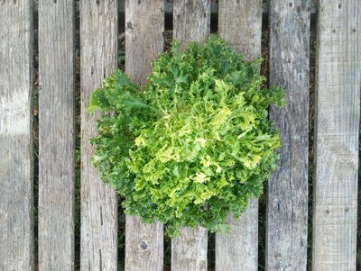 Chicorée frisée
