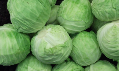 Chou vert/blanc lisse