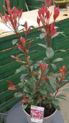 Photinia red robin