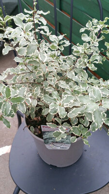 Pittosporum tenuifolium variegatum