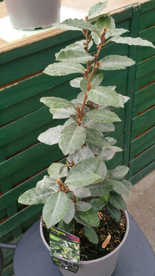 Eleagnus ebbengei chalef