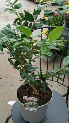 Troëne de californie ligustrum ovalifolium