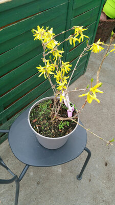 Forsythia