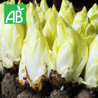 Endives bio