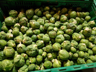 Choux bruxelles