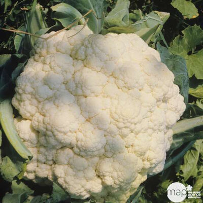 Choux-fleur bio