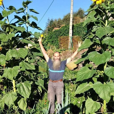 Tournesol géant