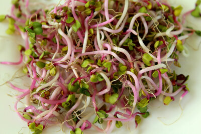 Graines germées variées - poche de 50g
