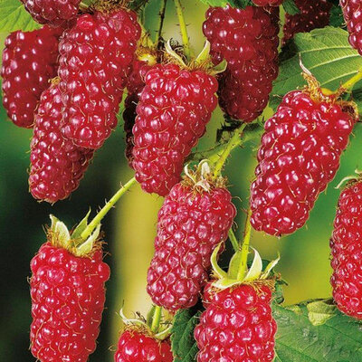 Mûre framboise