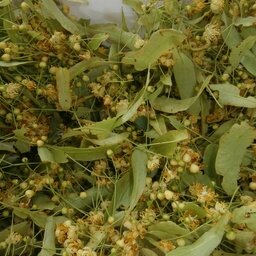 Verveine