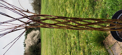 Tontine 1