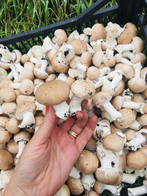 Champignons bio bruns de paris