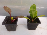 Blette à carde blanche