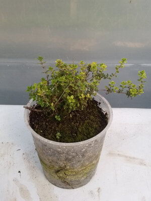 Thym citron