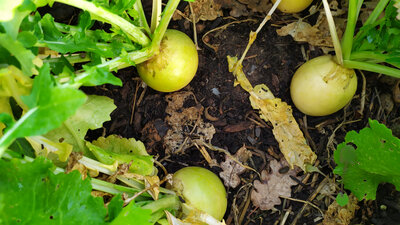 Navet jaune boule d'or