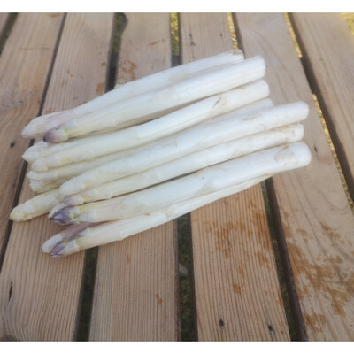 Asperge des sables blanche et violette