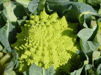 Choux 'romanesco'