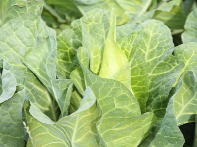 10 plants choux 'pointus'