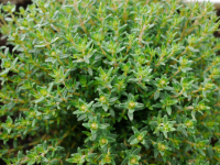 6xplant de thym d'hiver