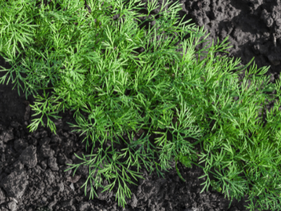 1x plant 'aneth'