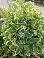 Jeunes pousses de chou