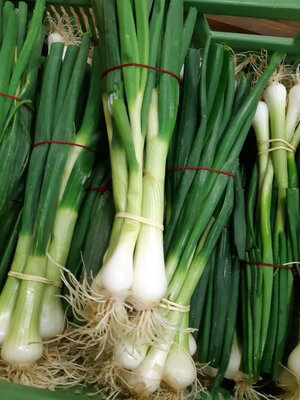 Oignon blanc