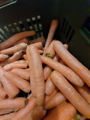 Carottes