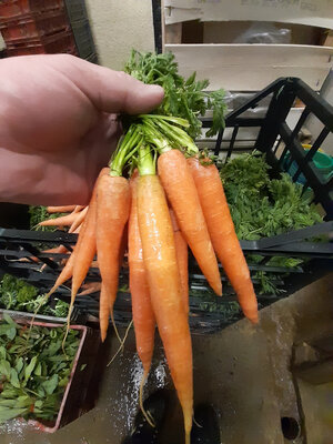 Carottes fanes