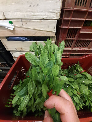 Menthe