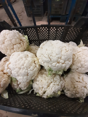 Choux fleurs