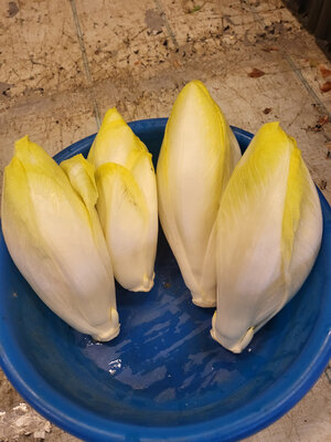 Endives