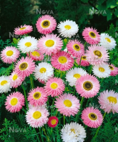 Plant d'acroclinium en mélange