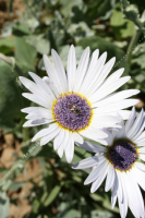 Arctotis, marguerite africaine