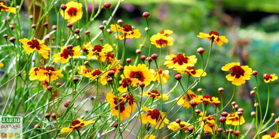 Coreopsis des teinturiers