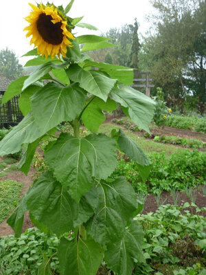 Tournesol géant mamouth