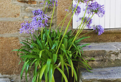 Agapanthes bleu