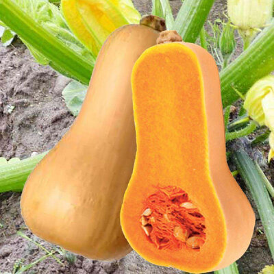Plant de courge mini butternut