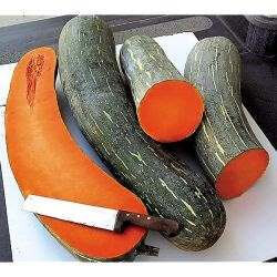 Plant de courge de naples