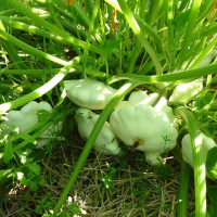 Plant de patisson blanc