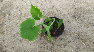 Milpa de courgette