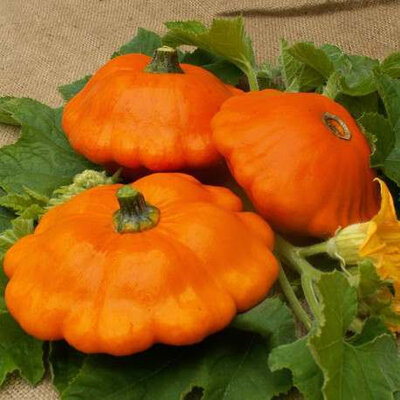 Plant de patisson orange