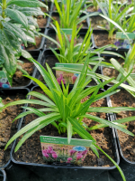 Plume du kansas rose en pot de 3l