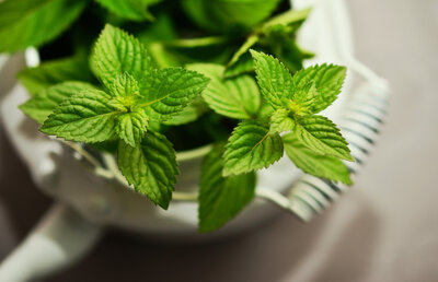 Menthe - bouquet