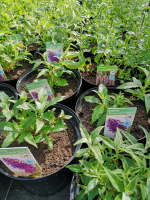 Arbre à papillon violet pot 3l