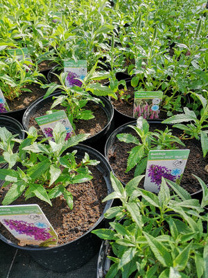 Arbre à papillon violet pot 3l