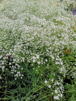 Gypsophile blanc en pot de 3l