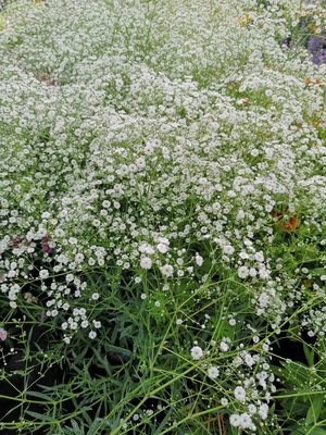 Gypsophile blanc en pot de 3l
