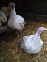 Découpe de dinde -lot de 6 cuisses env.9kg