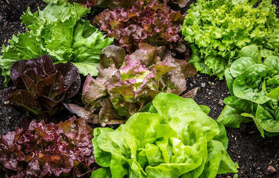3 salades bio promo