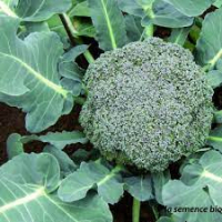 Plant de brocoli calinaro bio